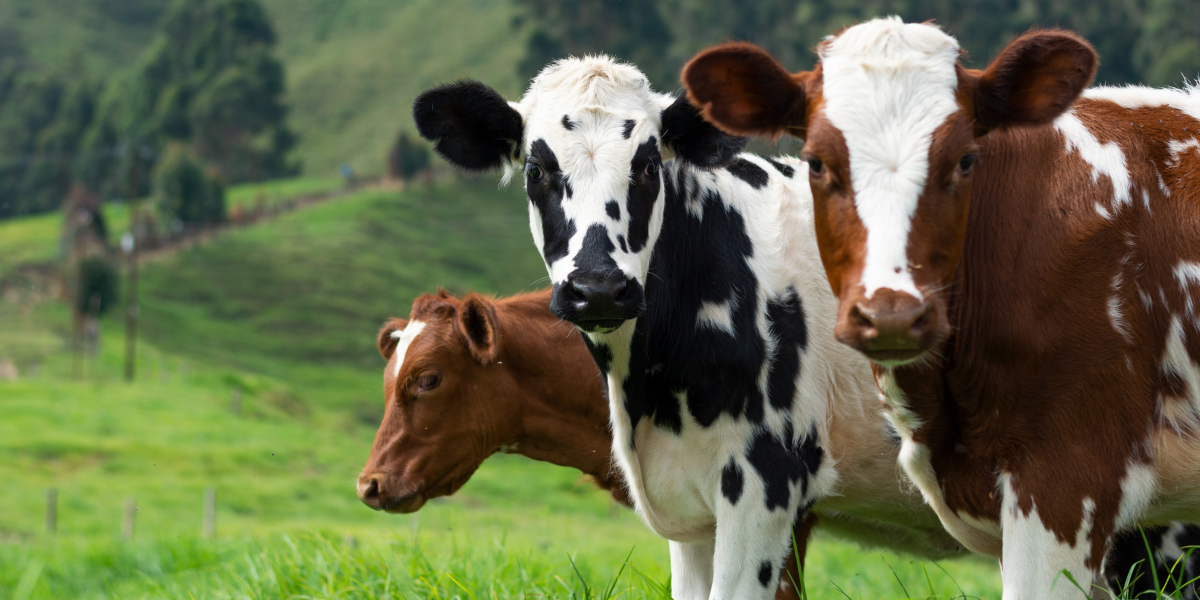Vacas lecheras en pastura